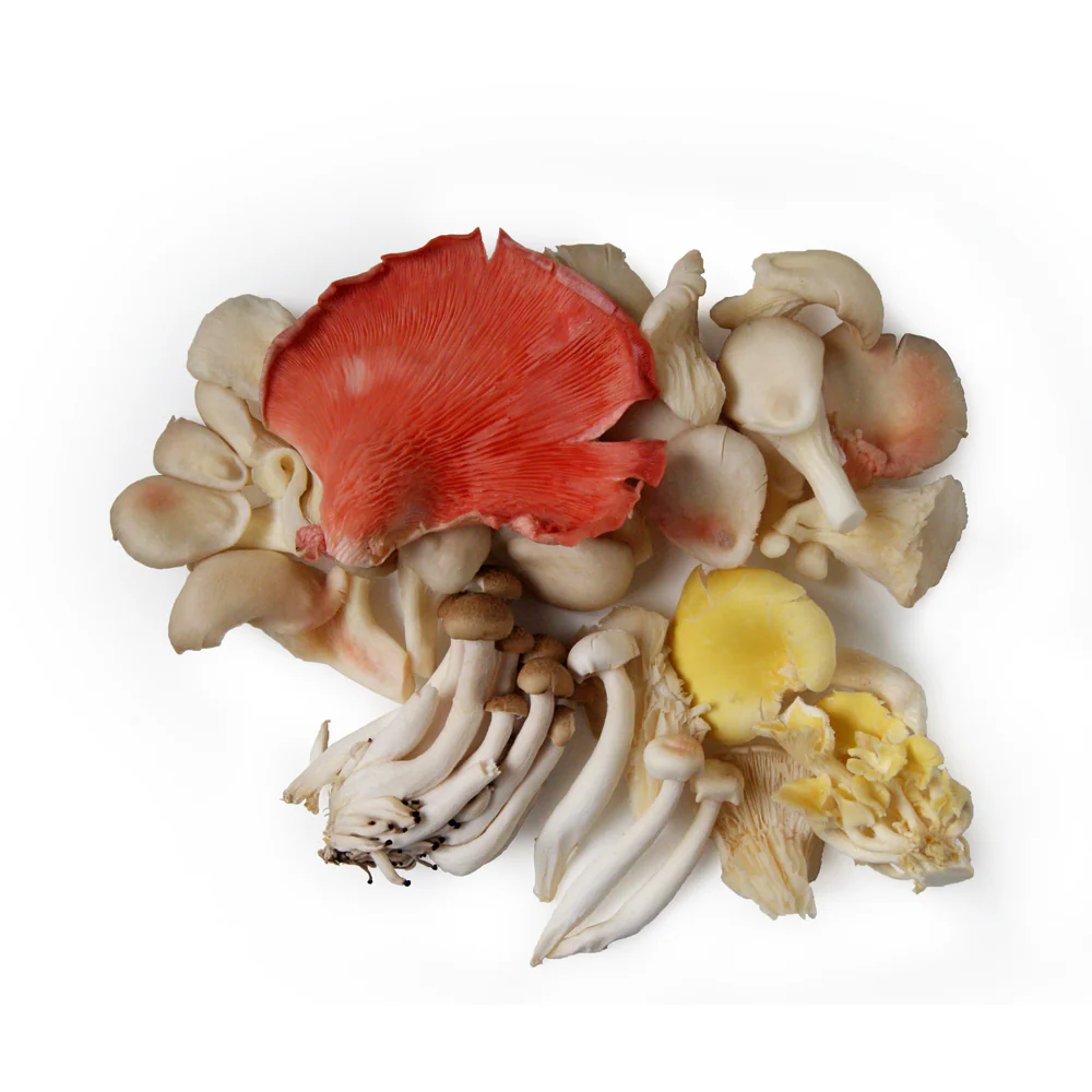 Wild Mushroom Mixed - 250g